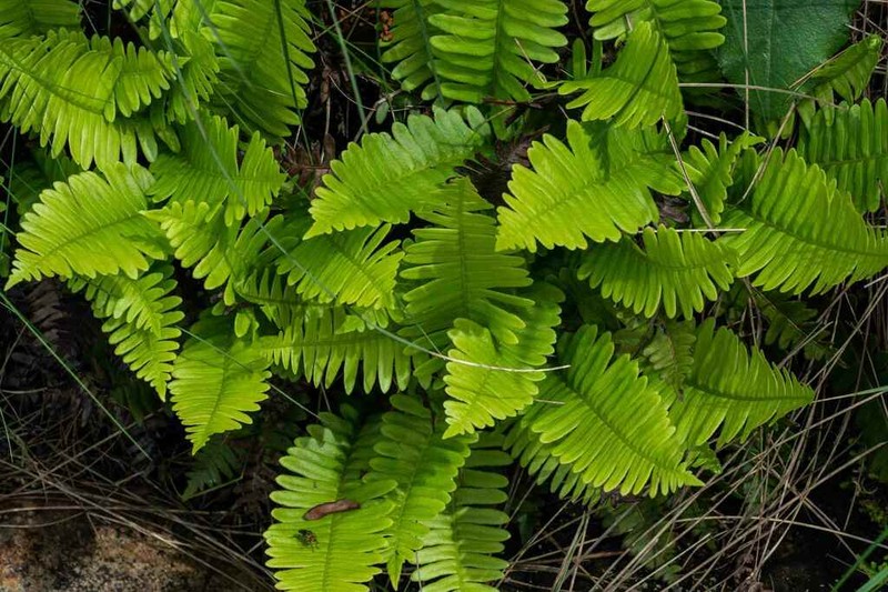 Blechnum inflexum photo 8