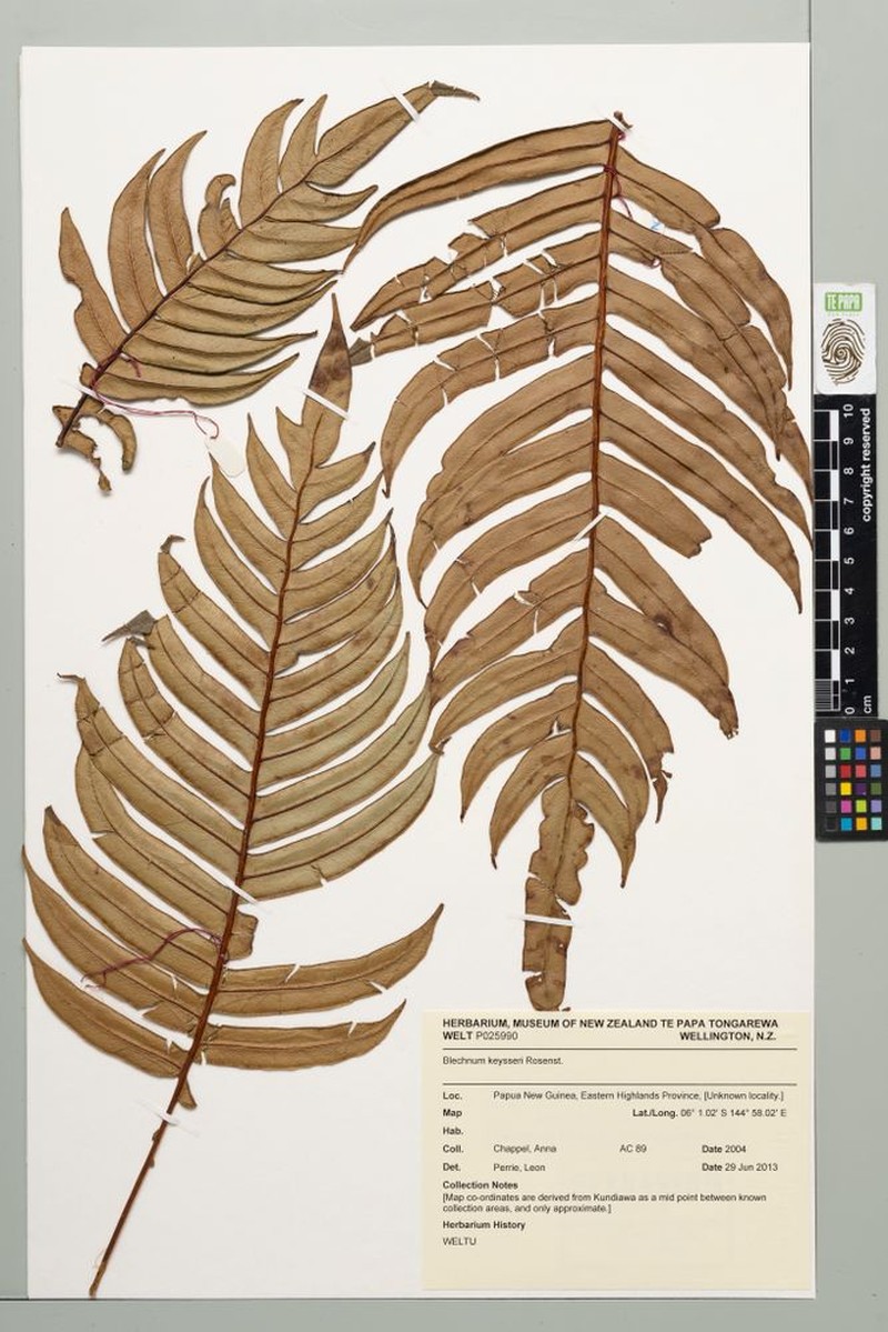 Blechnum keysseri
