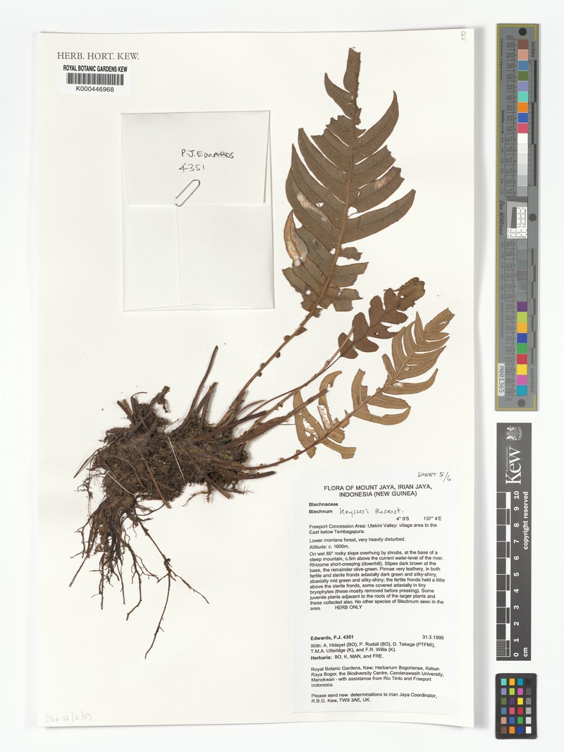 Blechnum keysseri photo 2