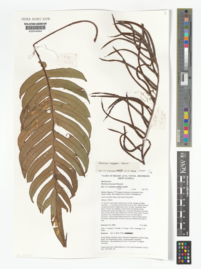 Blechnum keysseri photo 3