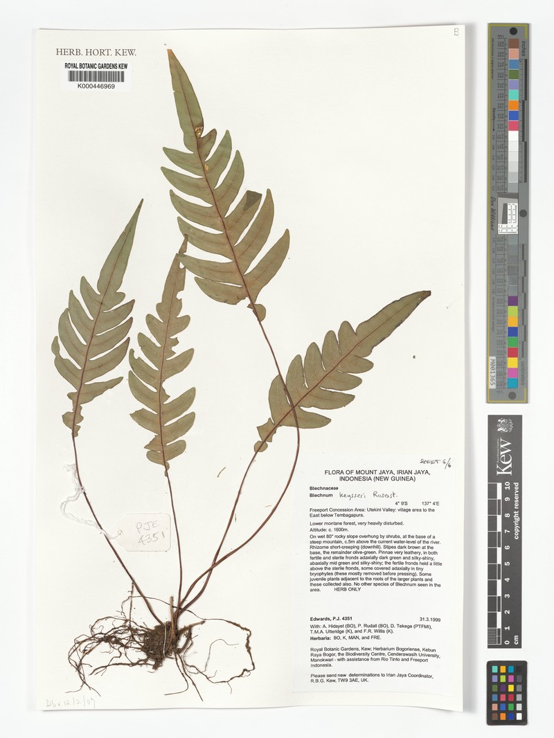 Blechnum keysseri photo 4