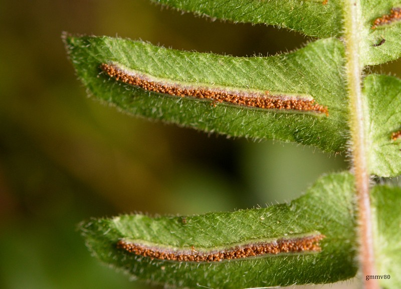 Blechnum laevigatum