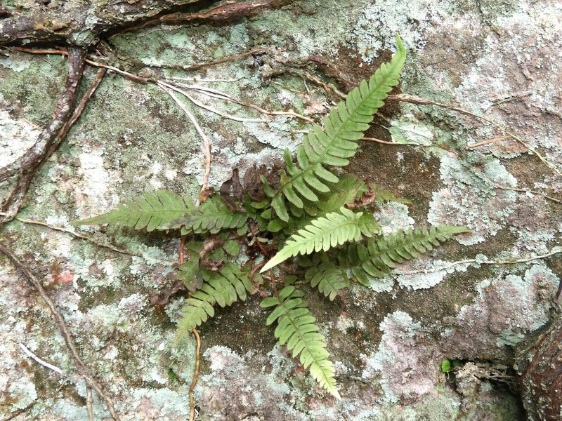 Blechnum laevigatum photo 2