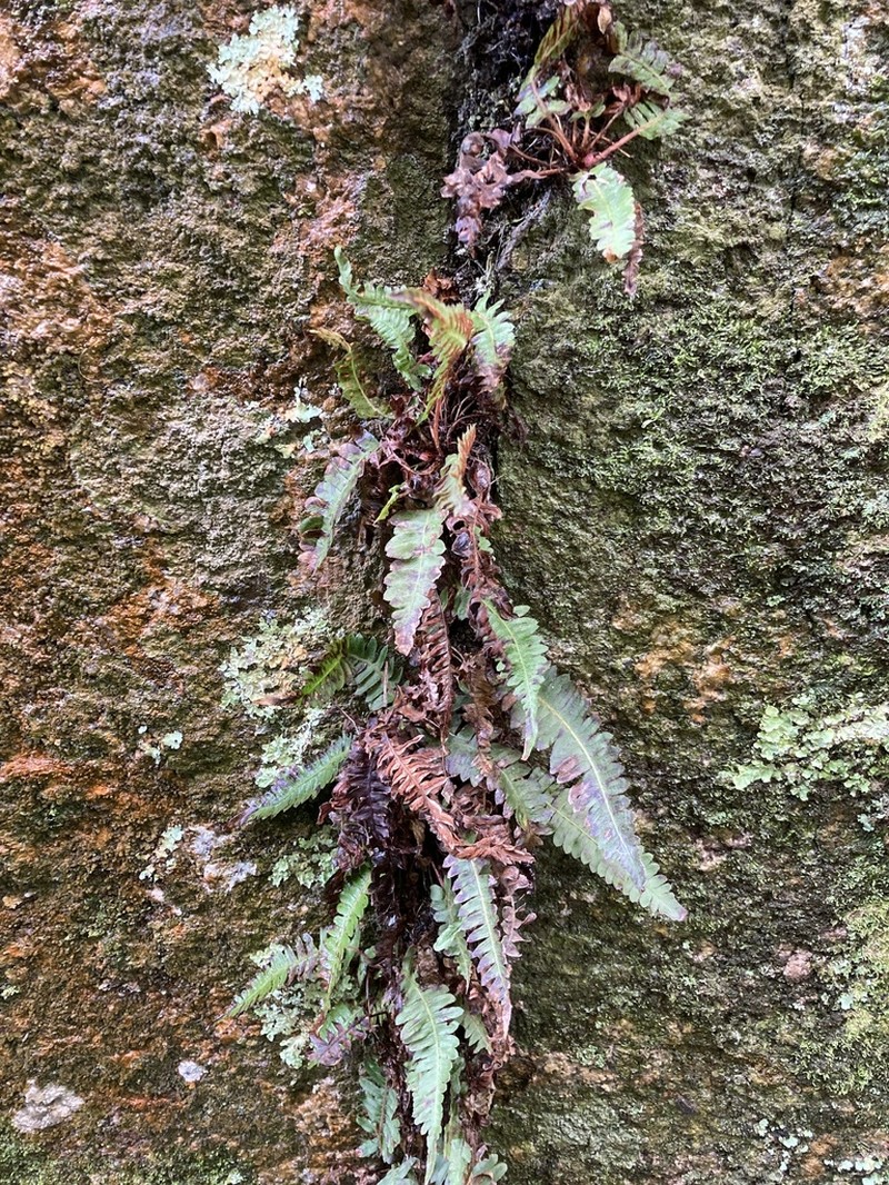 Blechnum laevigatum photo 3