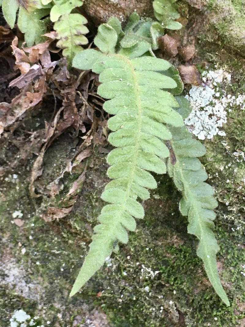 Blechnum laevigatum photo 4
