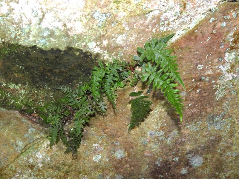 Blechnum laevigatum photo 5