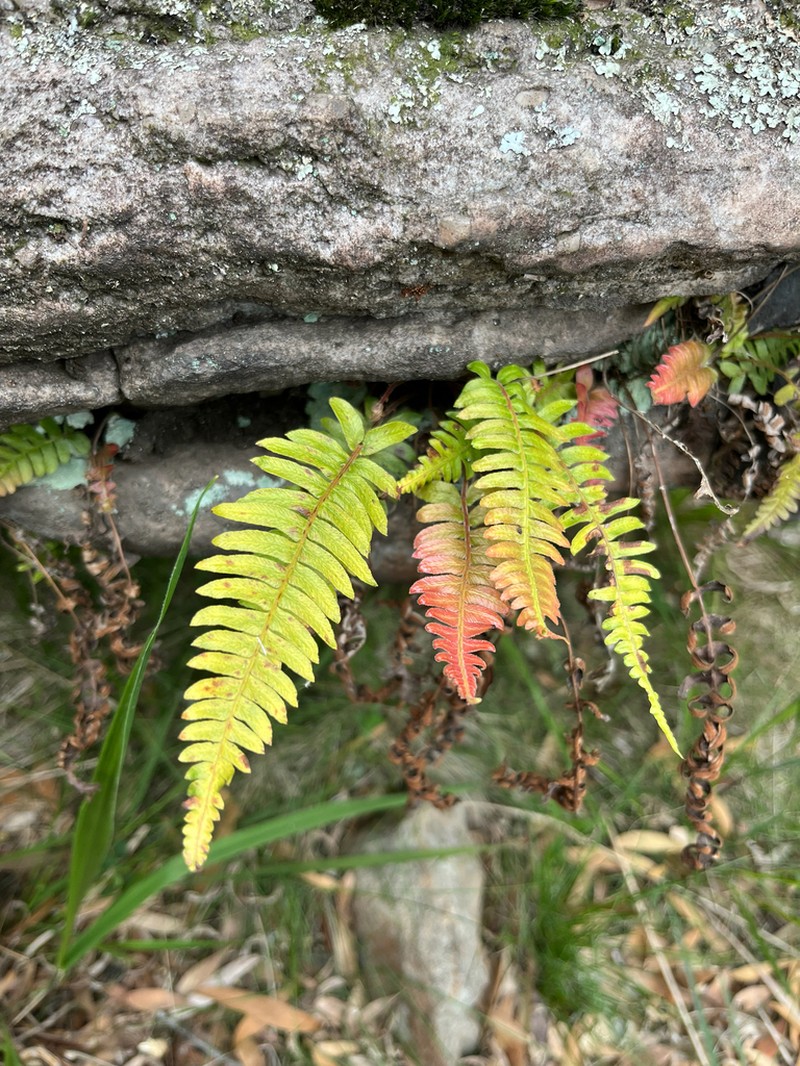 Blechnum laevigatum photo 6