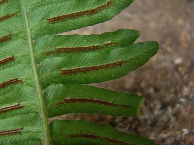 Blechnum laevigatum photo 7
