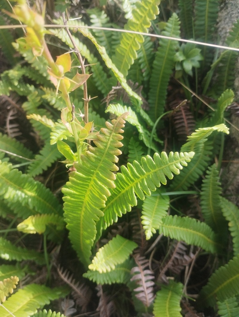 Blechnum laevigatum photo 8