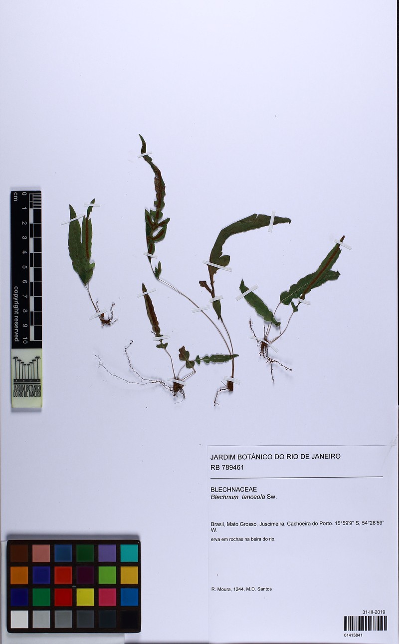 Blechnum lanceola