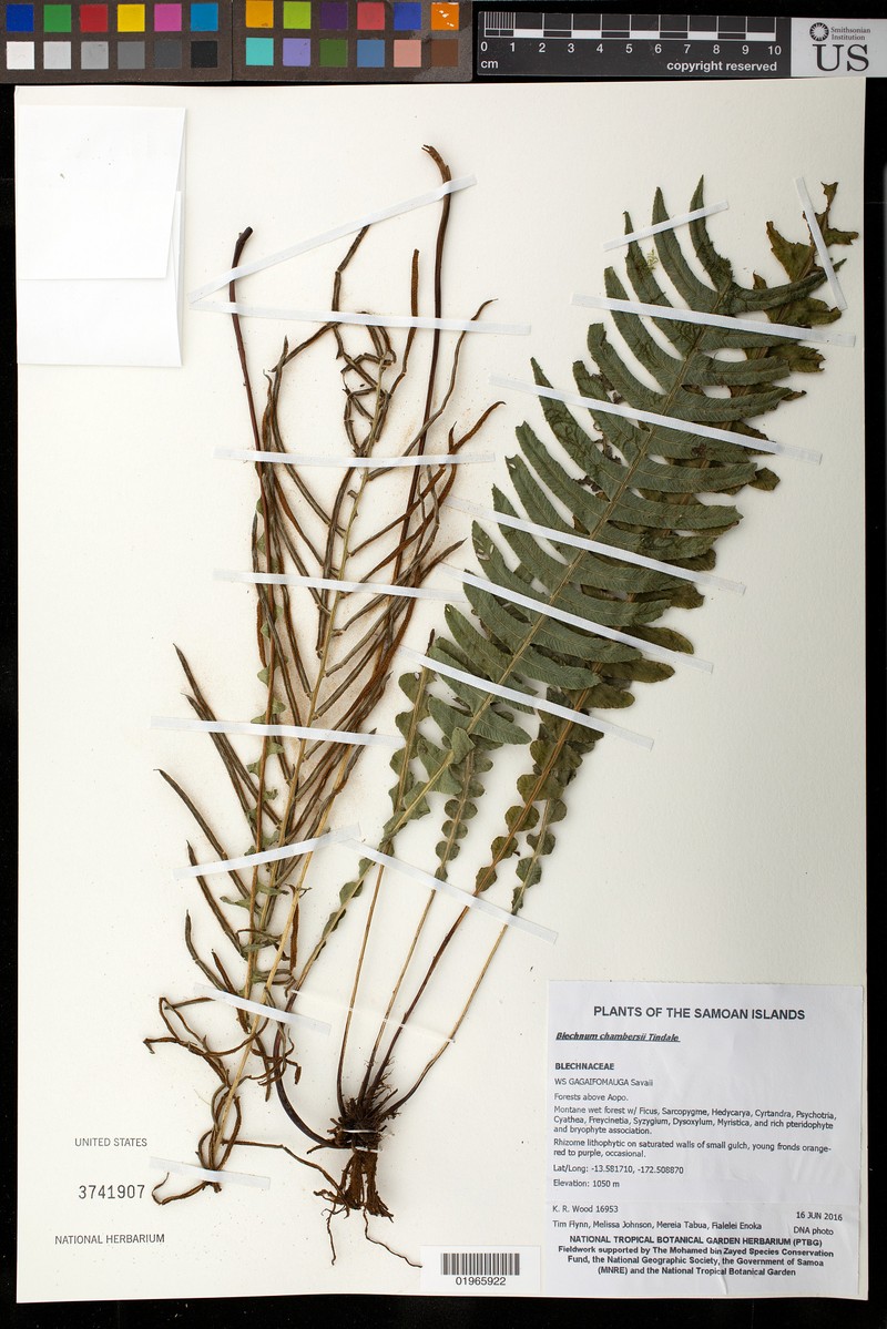 Blechnum lanceola photo 3