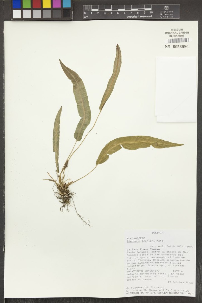 Blechnum lanceola photo 4