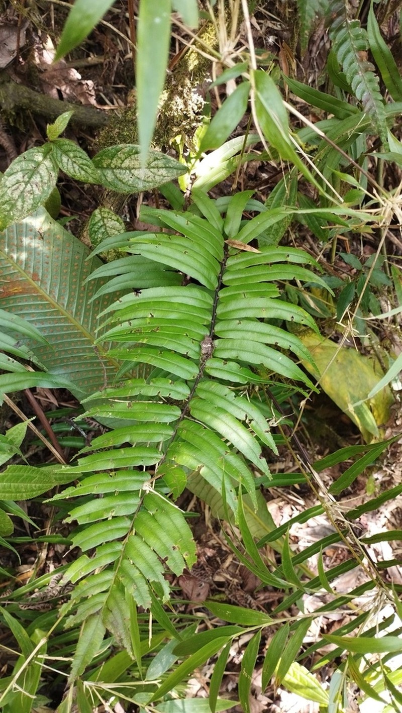 Blechnum lechleri