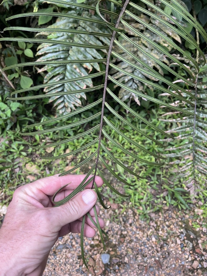 Blechnum lechleri photo 2