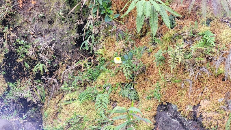 Blechnum lechleri photo 3