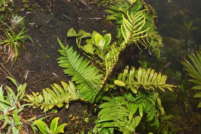 Blechnum lechleri photo 4