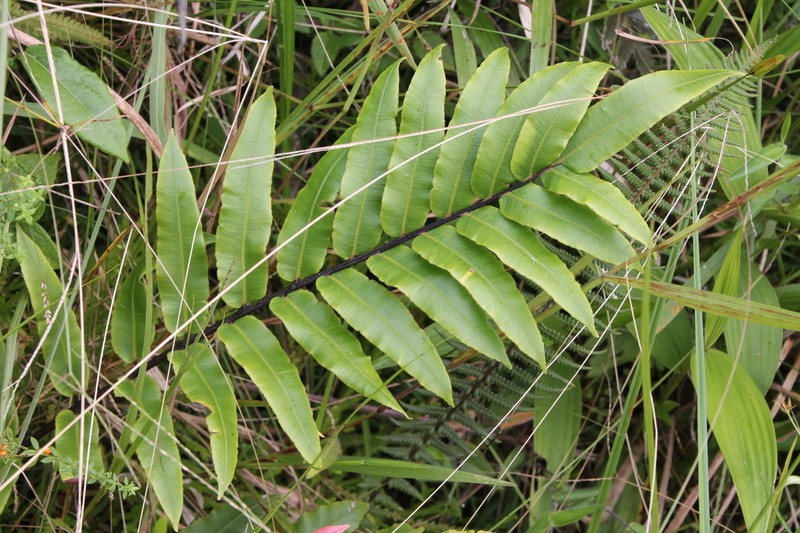 Blechnum lechleri photo 5