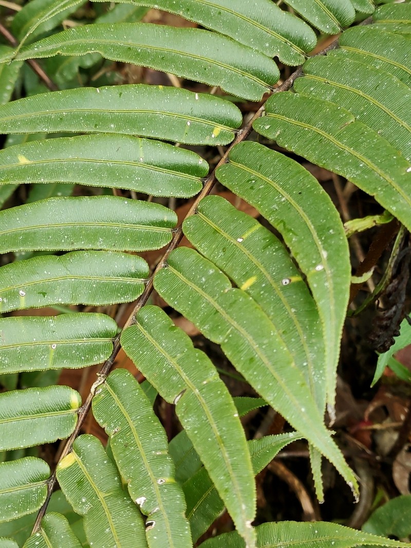 Blechnum lechleri photo 6