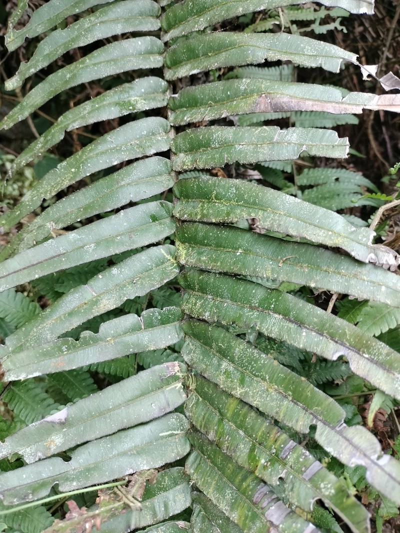 Blechnum lechleri photo 7