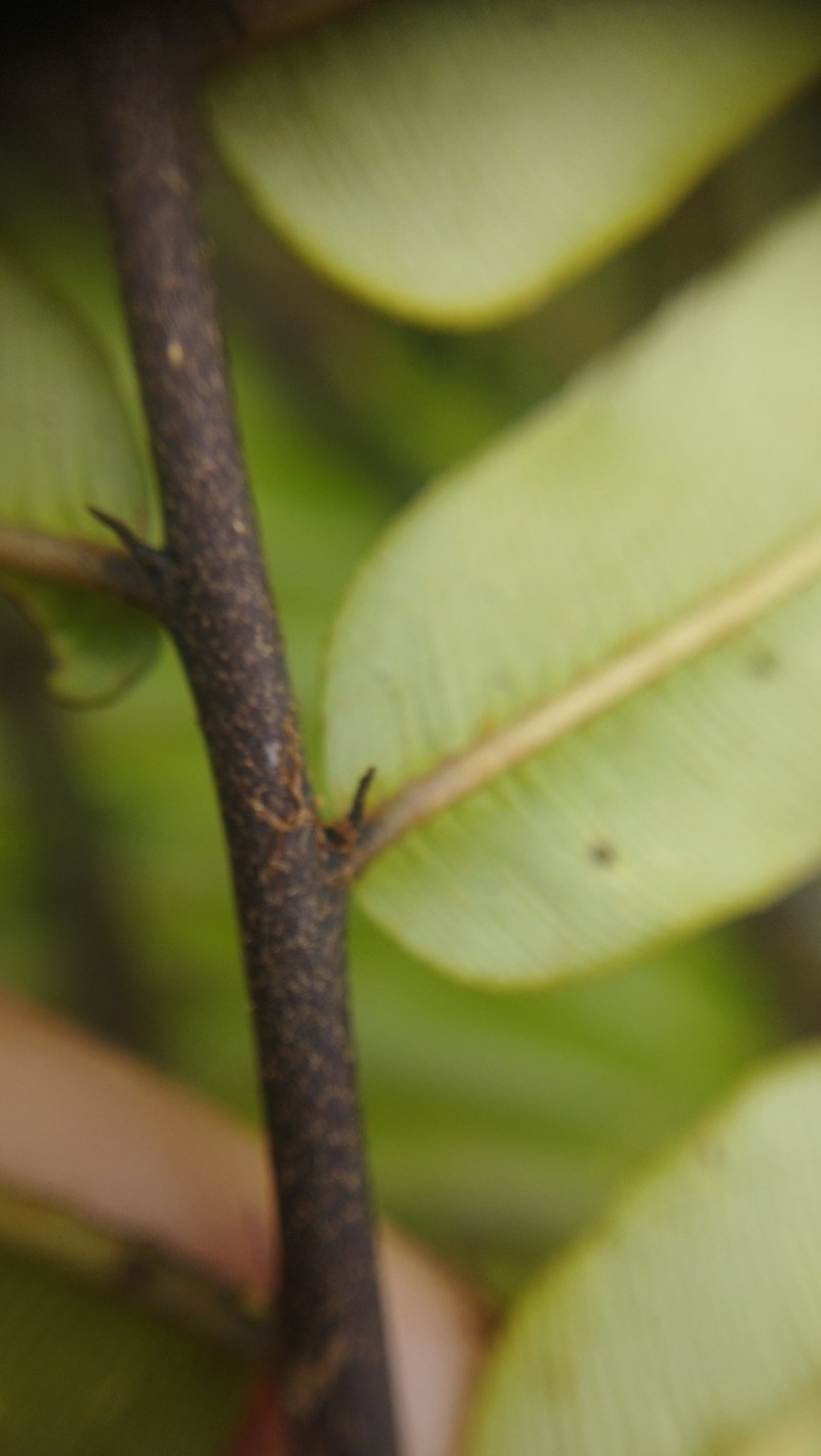 Blechnum lechleri photo 8
