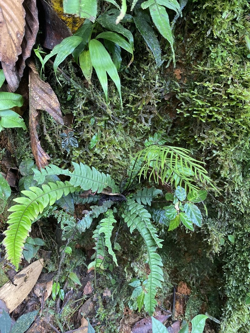 Blechnum lehmannii