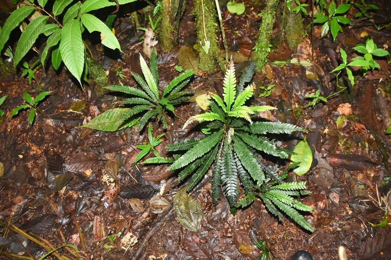 Blechnum lehmannii photo 2