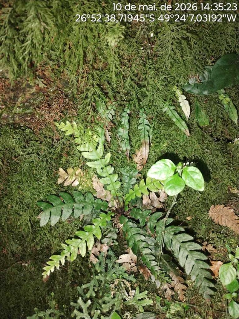 Blechnum lehmannii photo 4