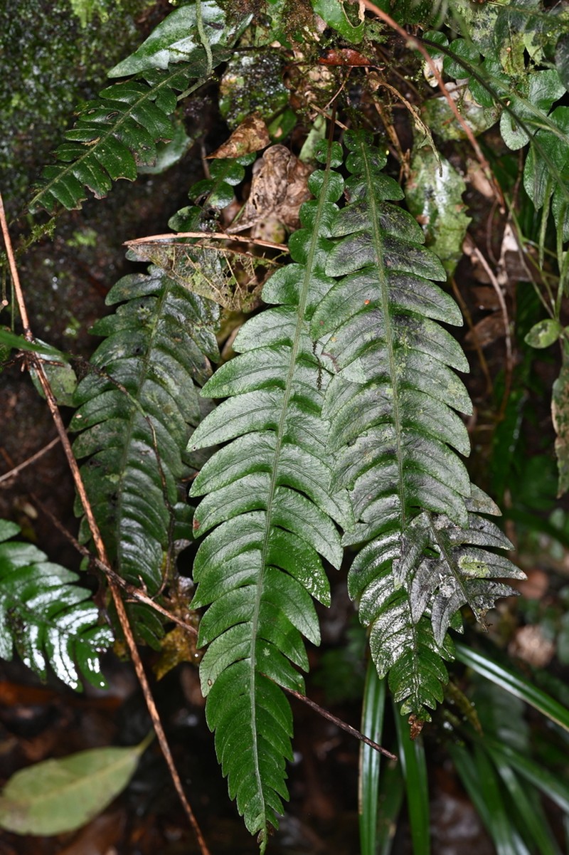 Blechnum lehmannii photo 5