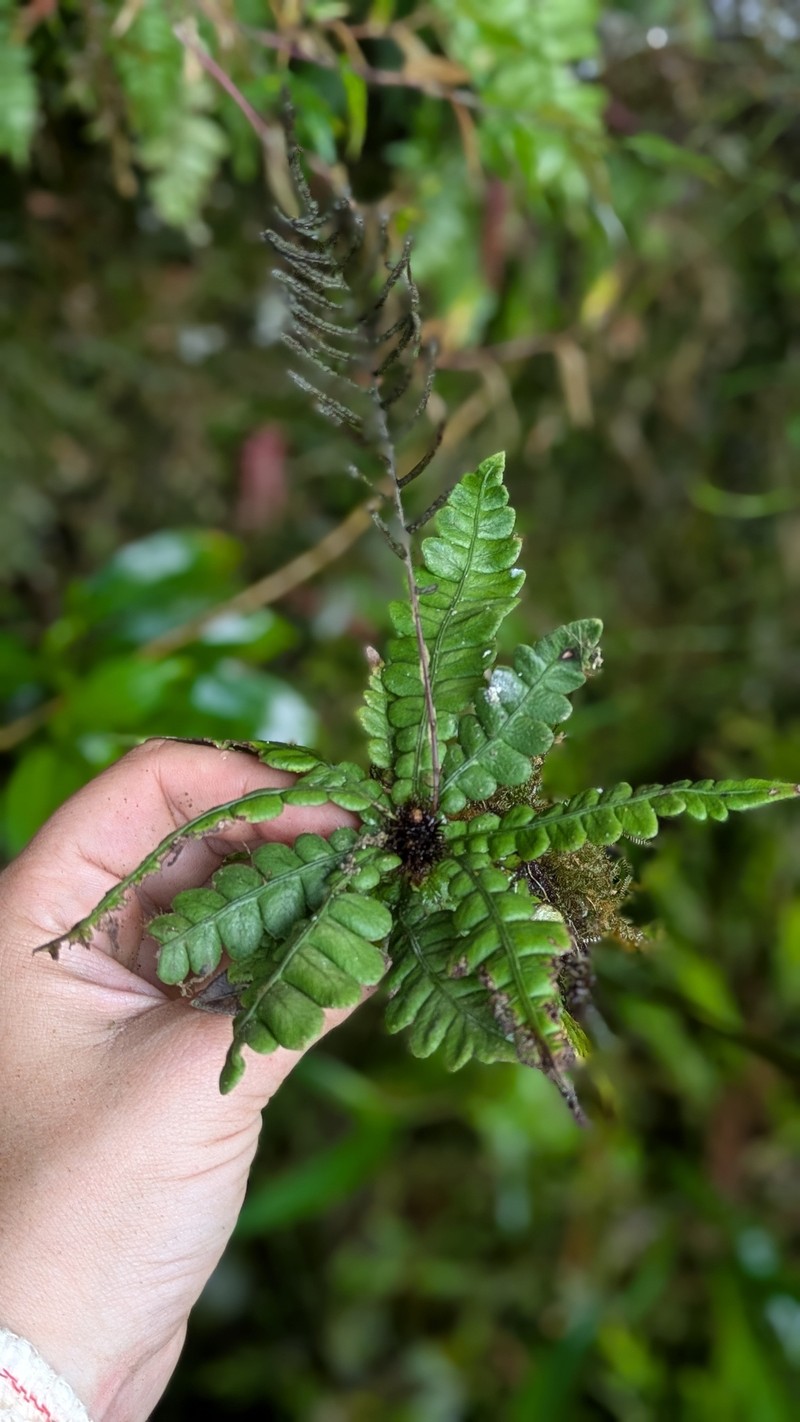 Blechnum lehmannii photo 7