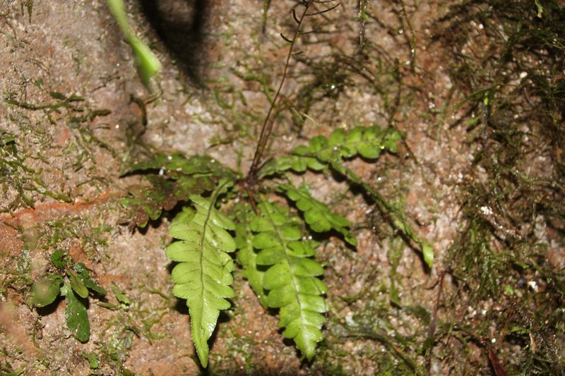 Blechnum lehmannii photo 8