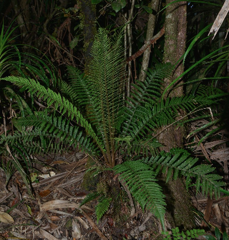 Blechnum lenormandii photo 2