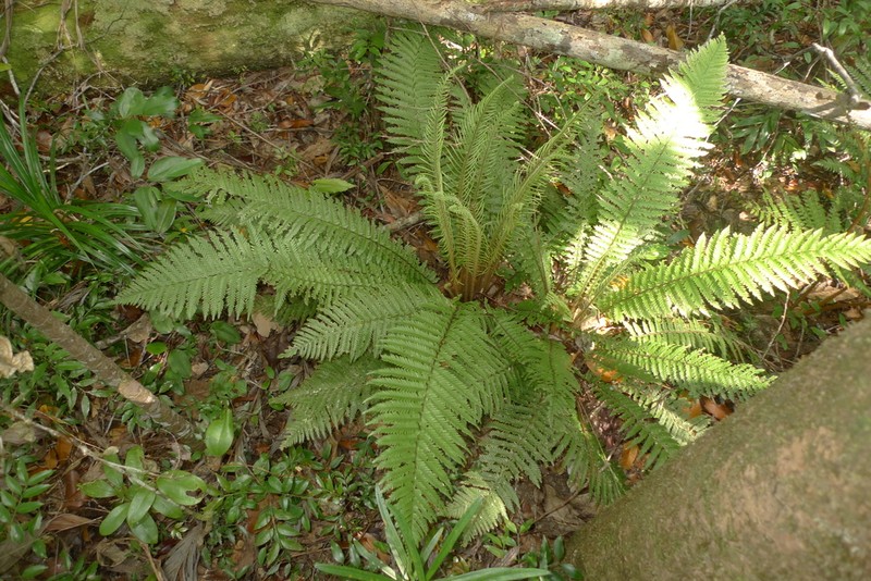 Blechnum lenormandii photo 3