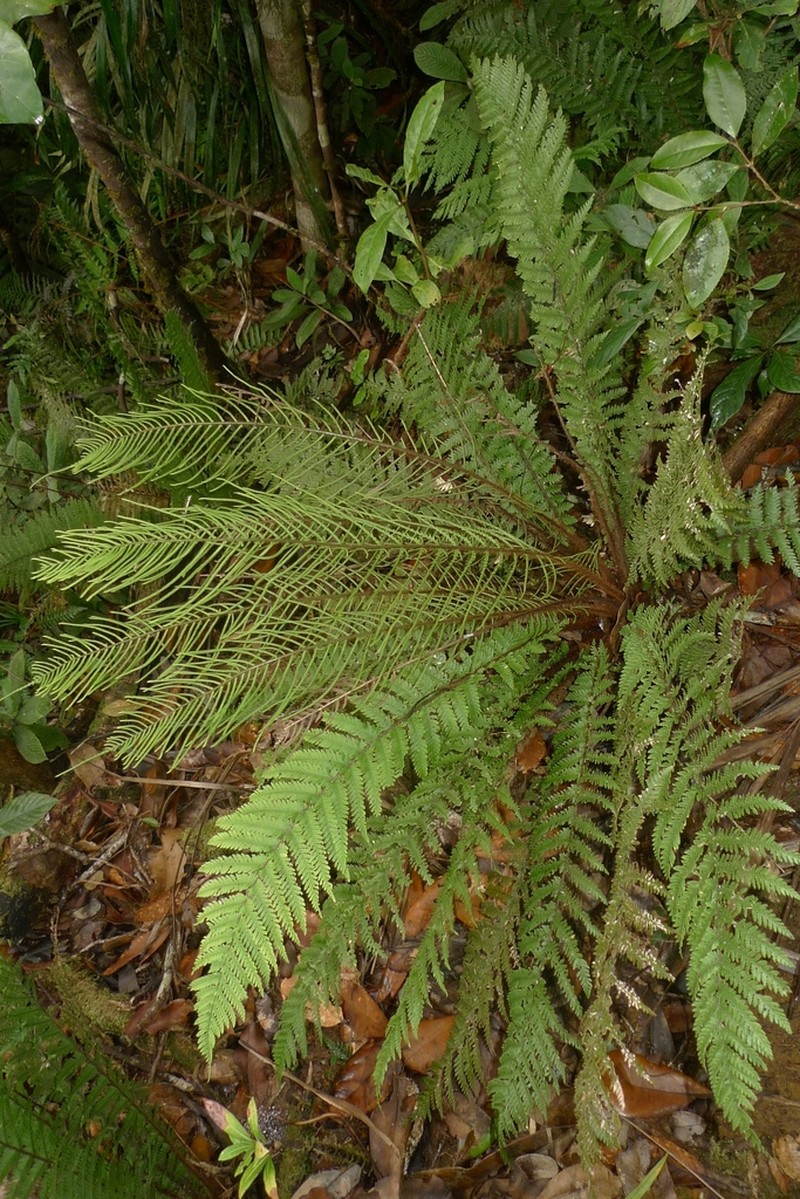 Blechnum lenormandii photo 4