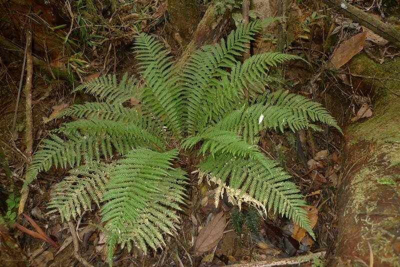 Blechnum lenormandii photo 5