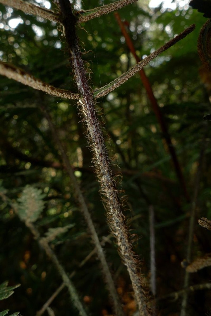 Blechnum lenormandii photo 6