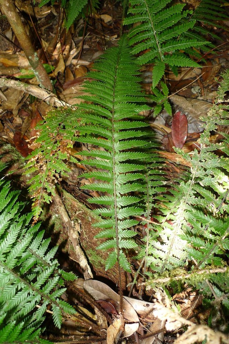 Blechnum lenormandii photo 8