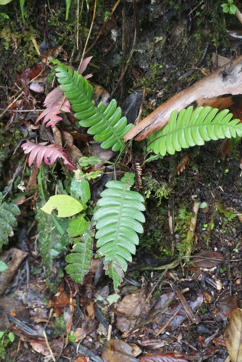 Blechnum lherminieri photo 2