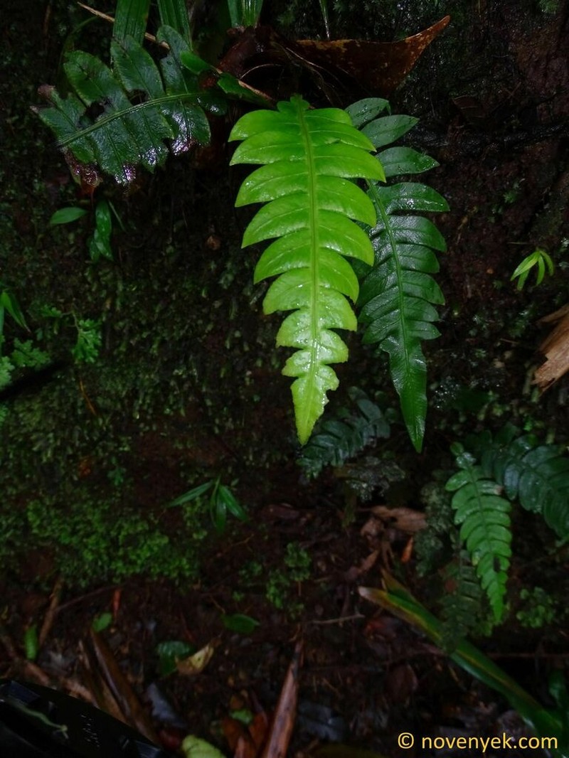Blechnum lherminieri photo 3