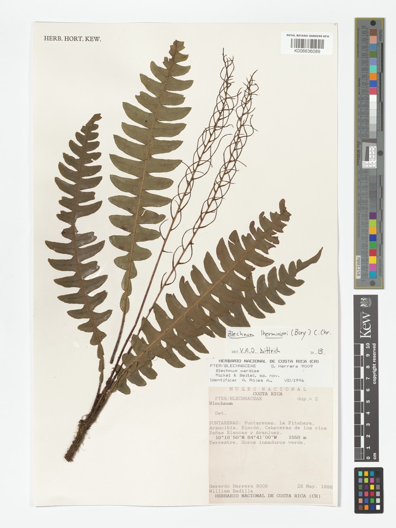 Blechnum lherminieri photo 4