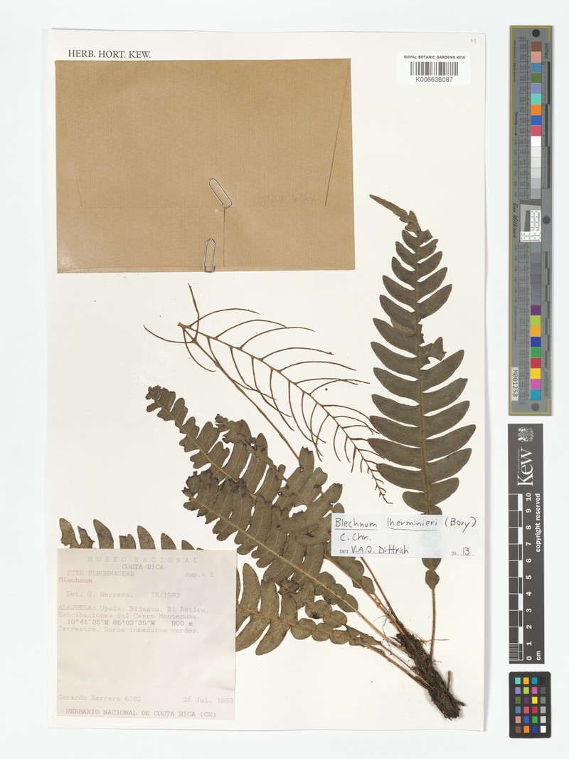 Blechnum lherminieri photo 5