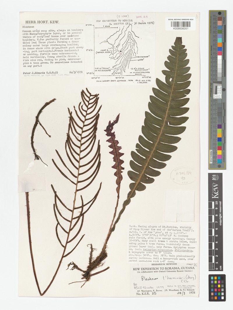 Blechnum lherminieri photo 6