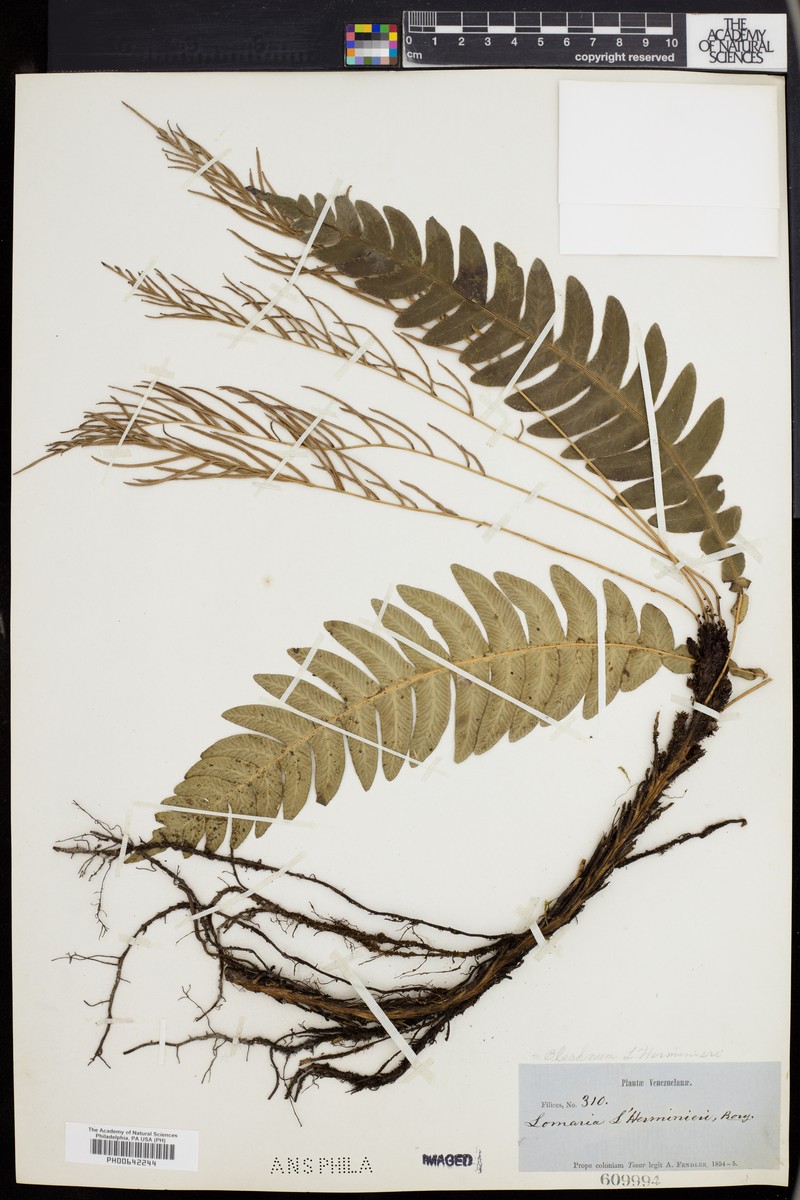 Blechnum lherminieri photo 7