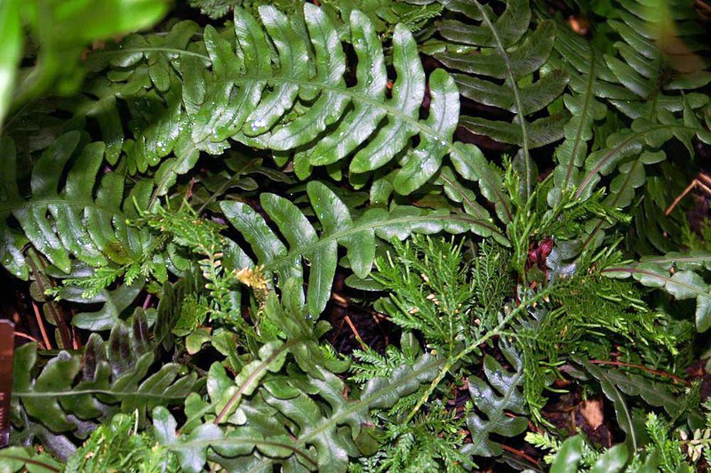 Blechnum lherminieri