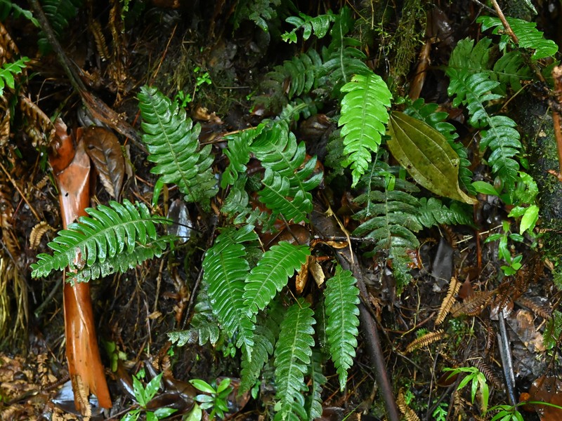 Blechnum lherminieri photo 8