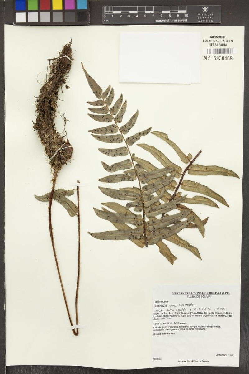 Blechnum lima photo 2