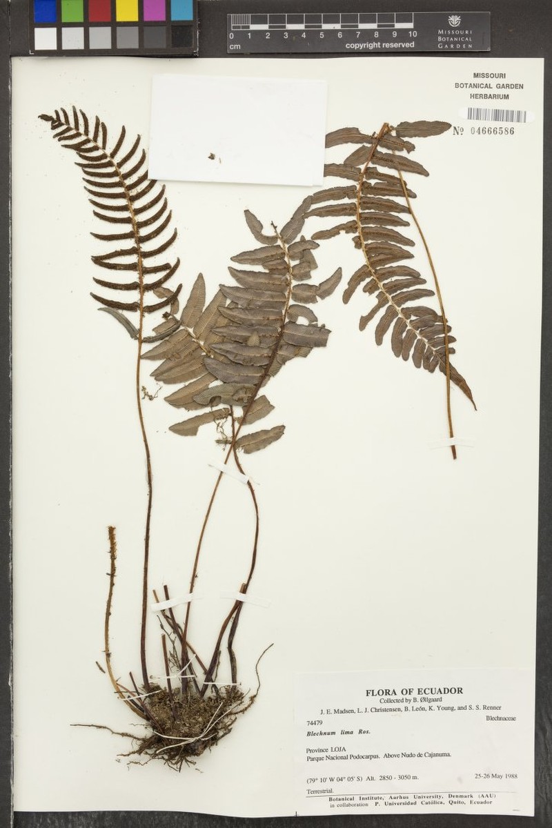 Blechnum lima photo 3