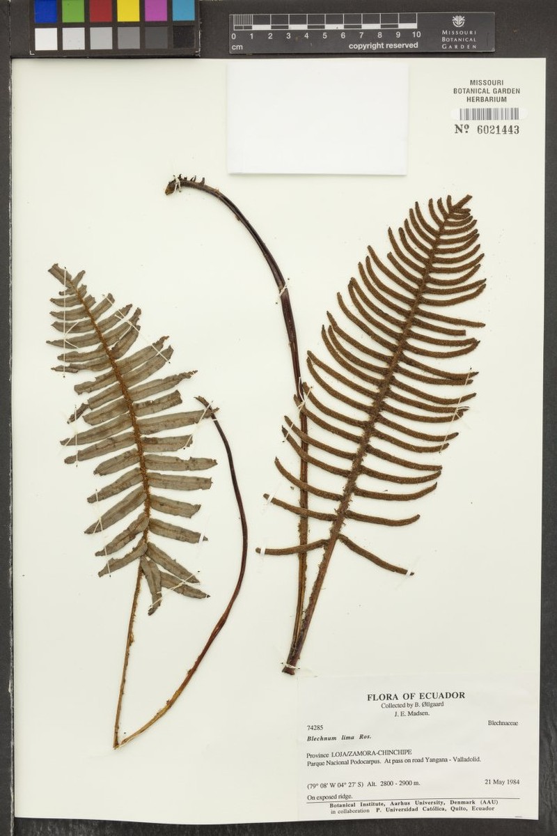 Blechnum lima photo 4