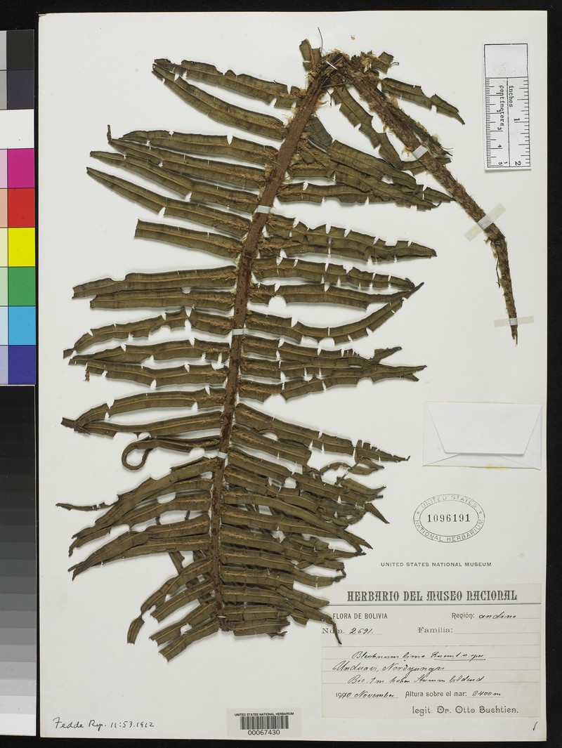 Blechnum lima