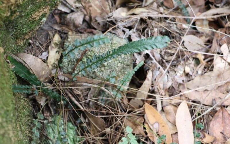 Blechnum lineare