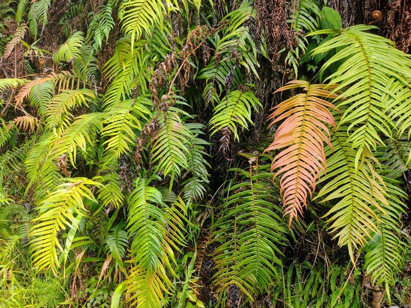 Rockbank Midsorus Fern